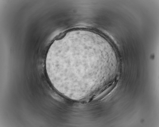 X0000100971355200807221159