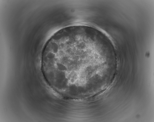 X0000100971415200807221158