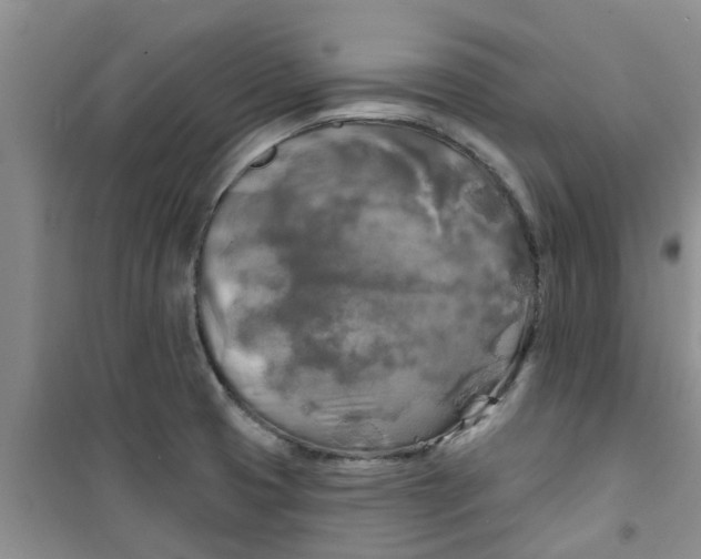 X0000100971425200807221158