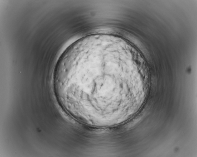 X0000100971426200807221158