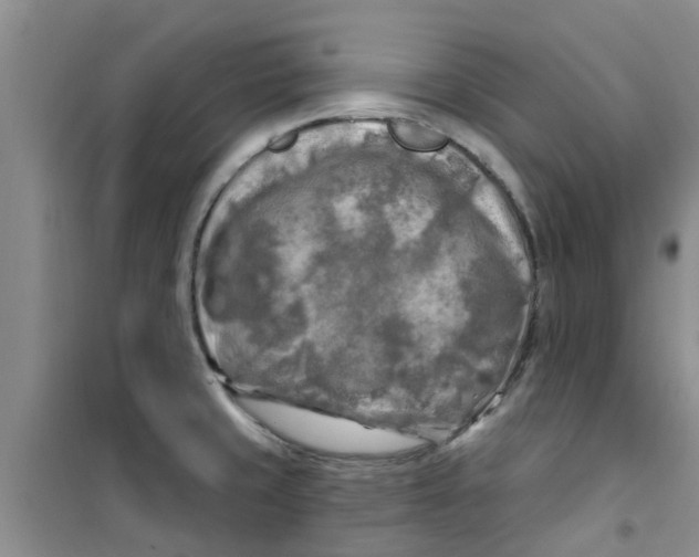 X0000100971429200807221158