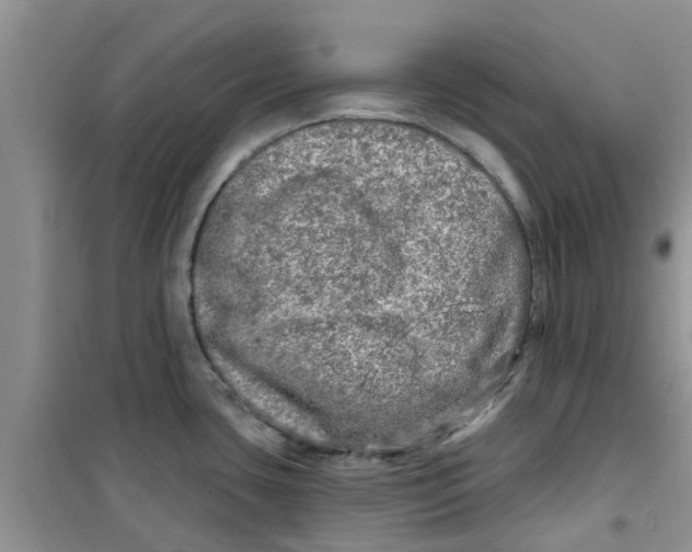 X0000100971435200807221159