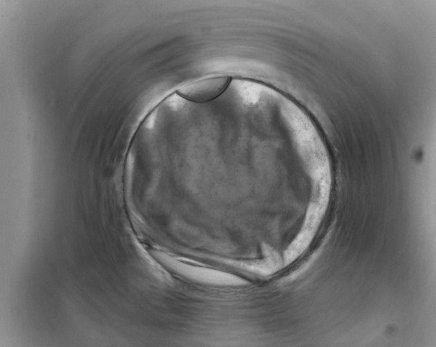 X0000100971529200807221157