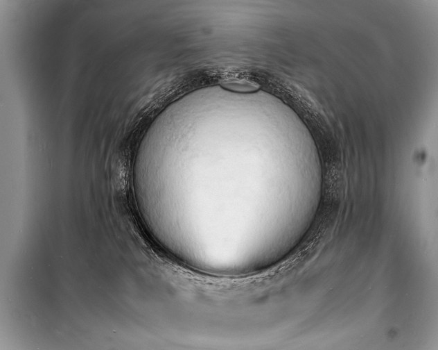 X0000100980039200806241554