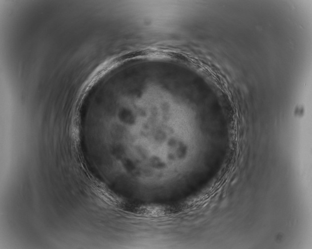 X0000100980295200806241550