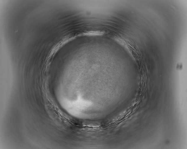 X0000100980337200806241548