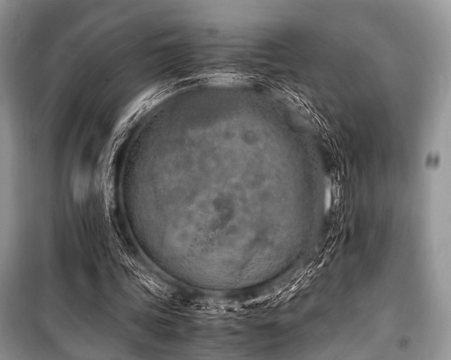 X0000100980339200806241548