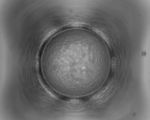 X0000100980581200806241545