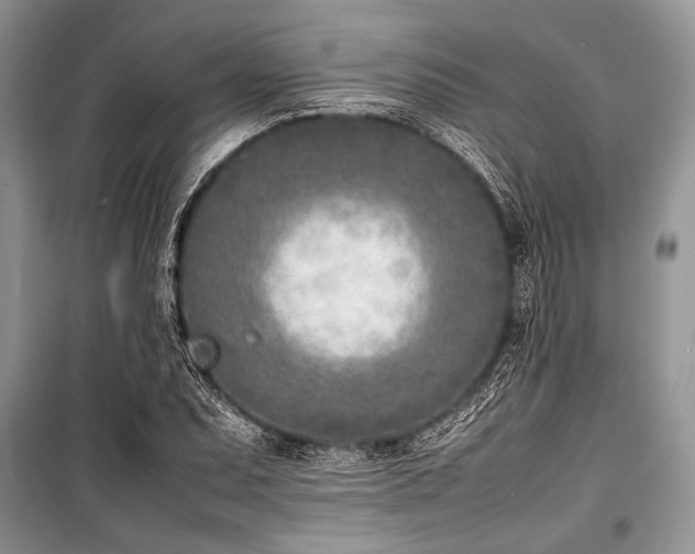 X0000100981071200806241537