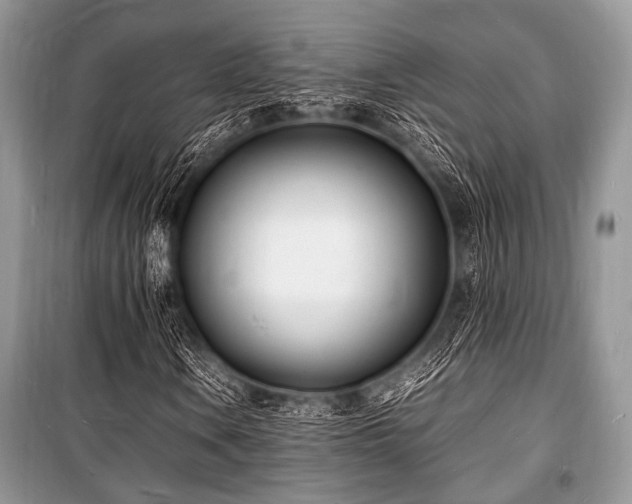 X0000100981106200806241536
