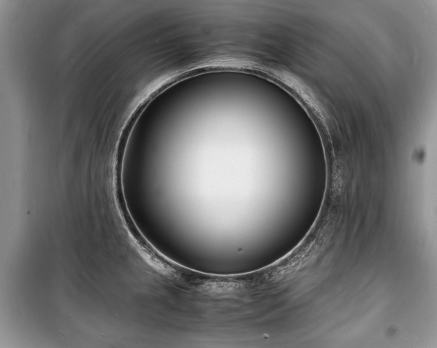 X0000100981237200806241535