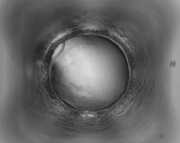X0000100981303200806241533
