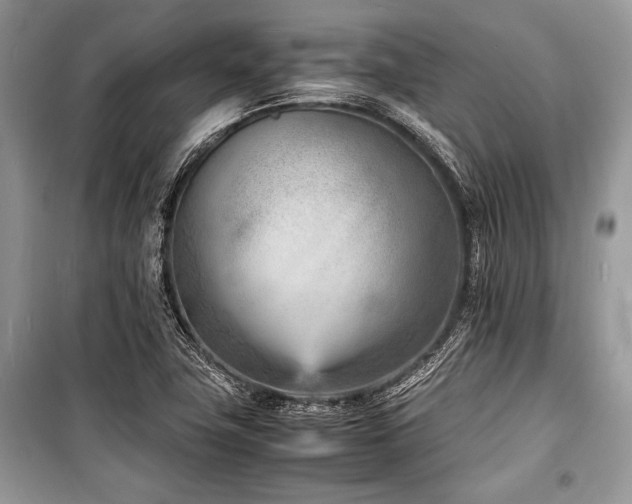 X0000100981411200806241531