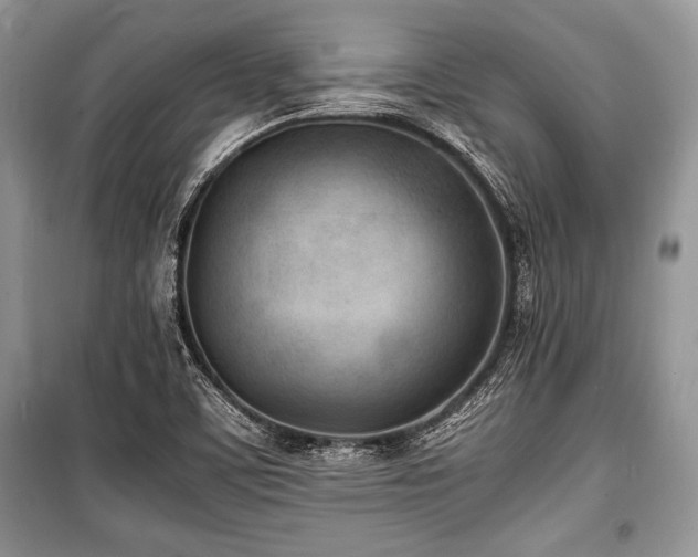 X0000100981459200806241531
