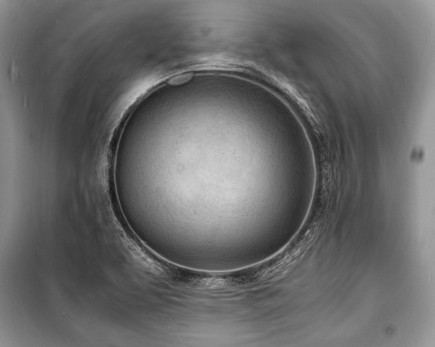 X0000100981463200806241531