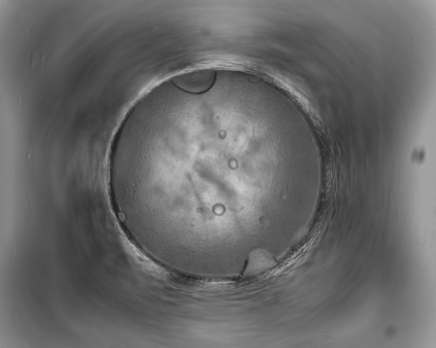 X0000100981471200806241530