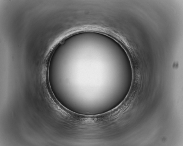 X0000100981504200806241530