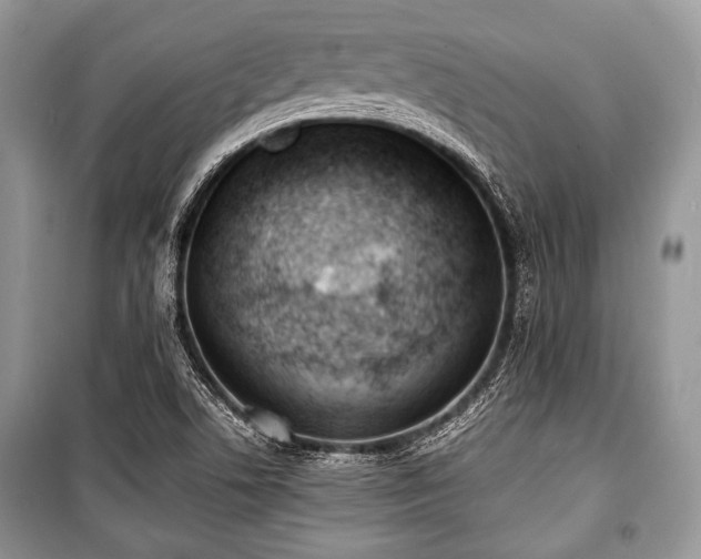 X0000100981506200806241530
