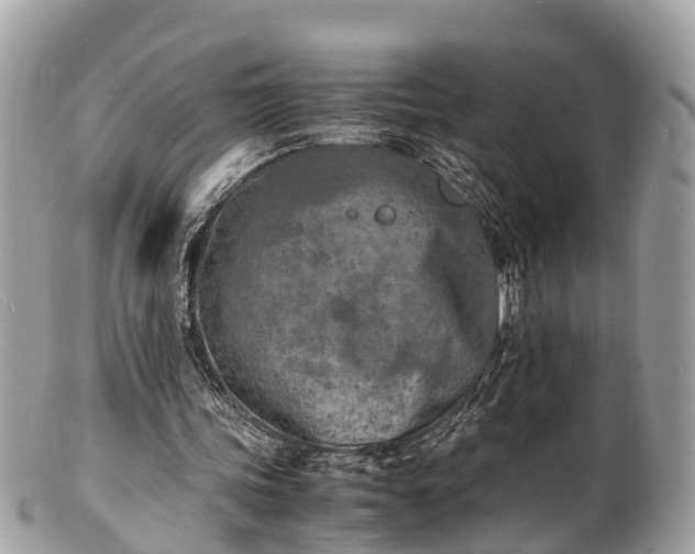 X0000100980339200807011448