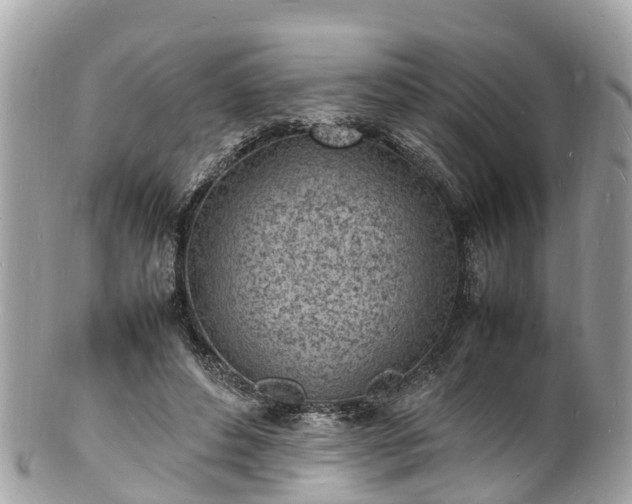 X0000100980496200807011446