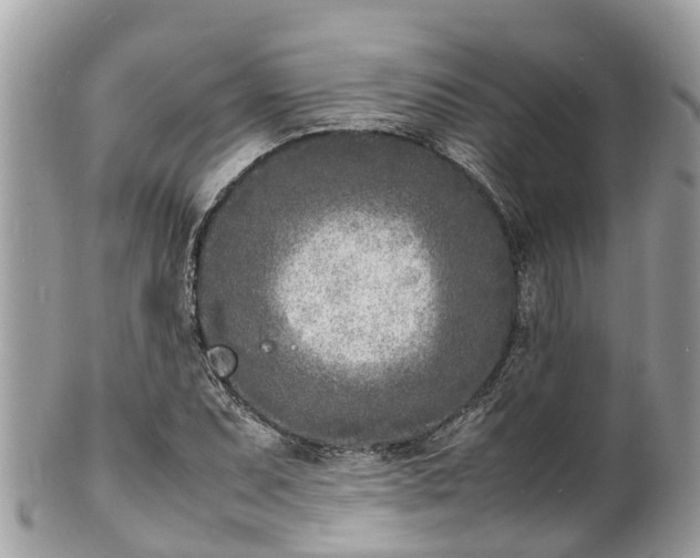 X0000100981071200807011438