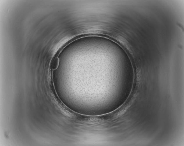 X0000100981077200807011438