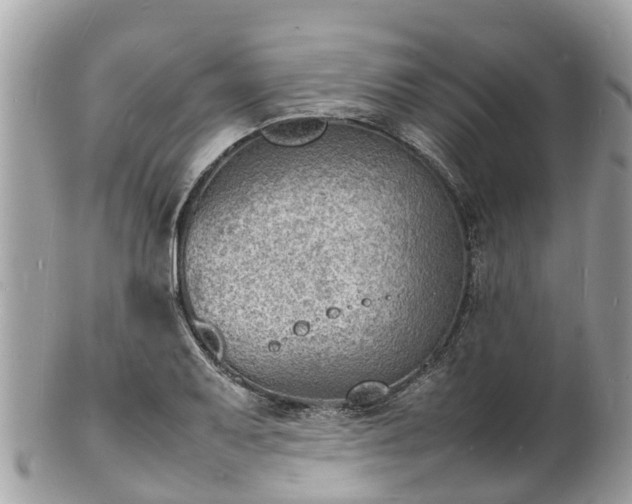 X0000100981079200807011438