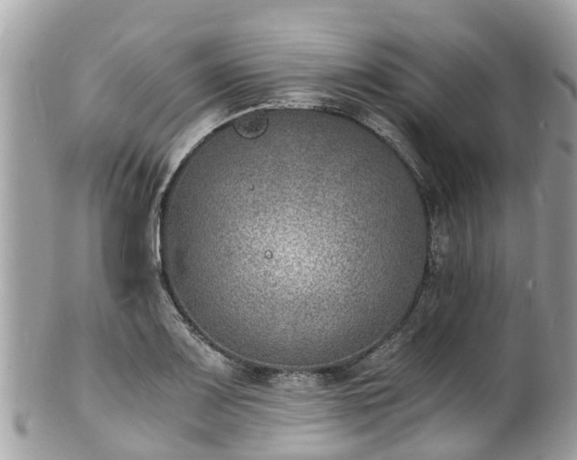 X0000100981083200807011438