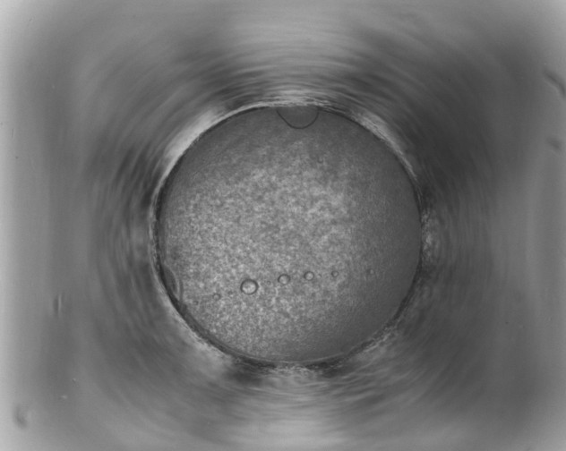 X0000100981091200807011438