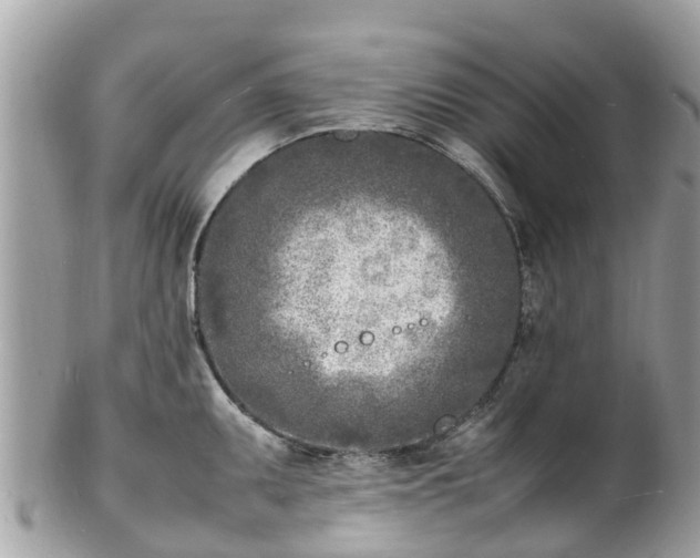 X0000100981095200807011438