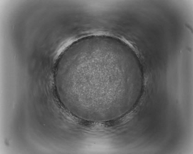 X0000100981263200807011435