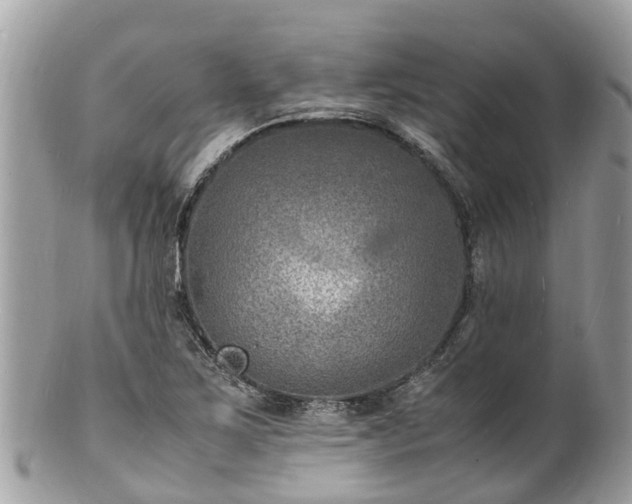 X0000100981267200807011435