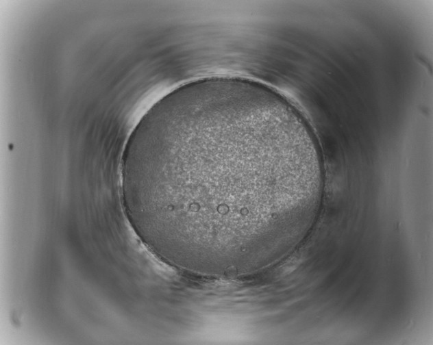 X0000100981287200807011435