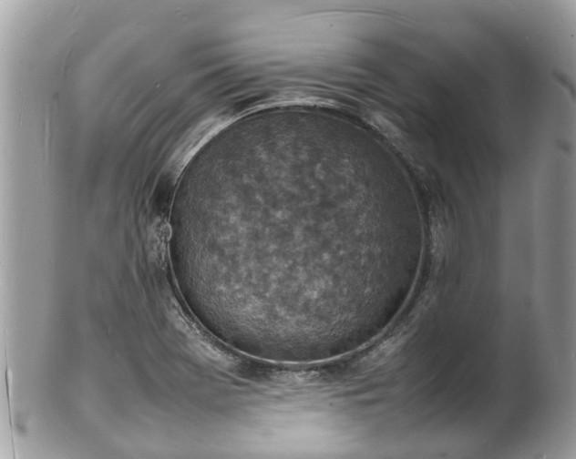 X0000100981369200807011434