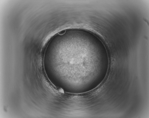 X0000100981506200807011431