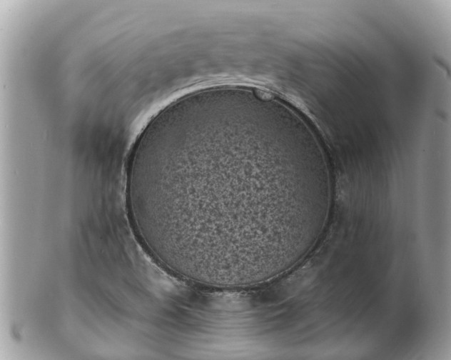 X0000100981508200807011431