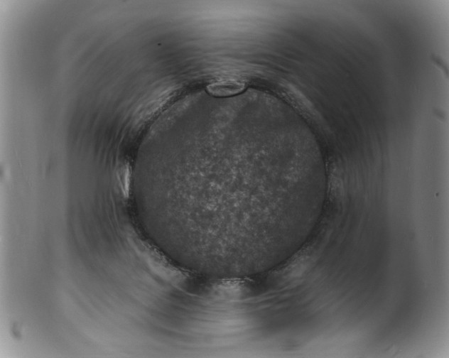 X0000100980076200807081254