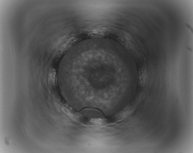 X0000100980231200807081251