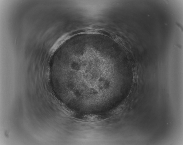 X0000100980295200807081250