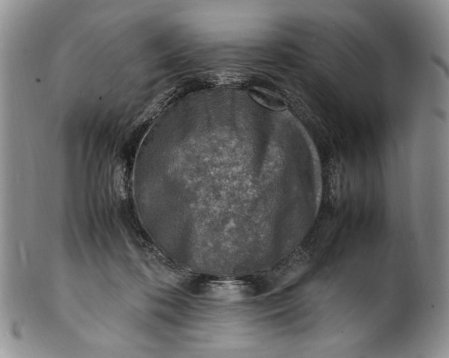 X0000100980316200807081250