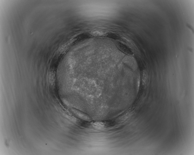 X0000100980409200807081248