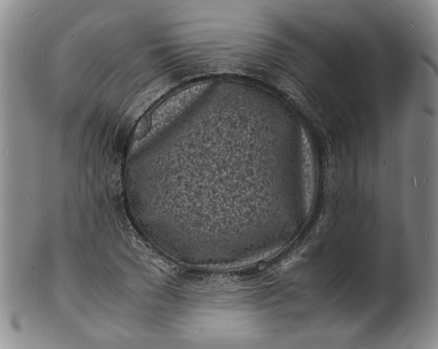 X0000100980977200807081239