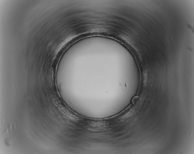 X0000100981021200807081238