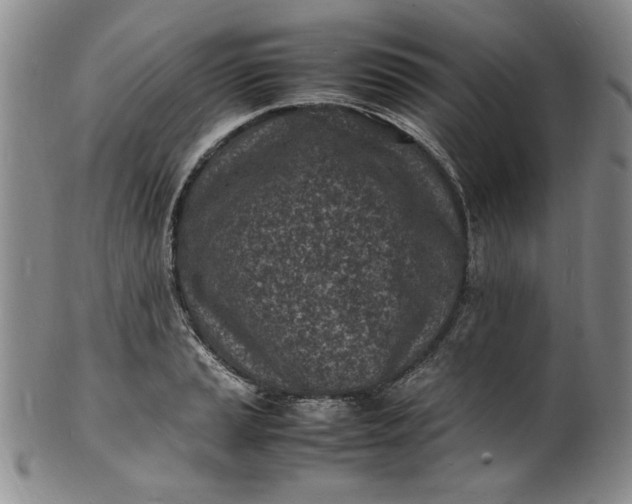 X0000100981037200807081239