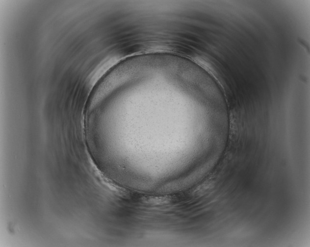 X0000100981047200807081239