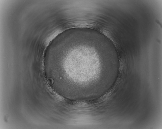 X0000100981071200807081238