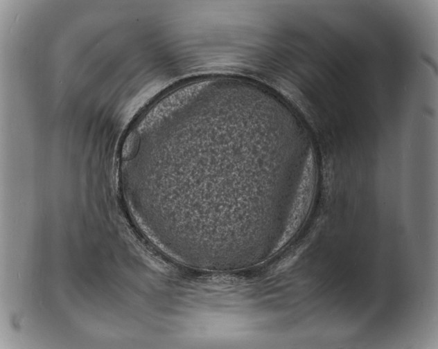 X0000100981077200807081238