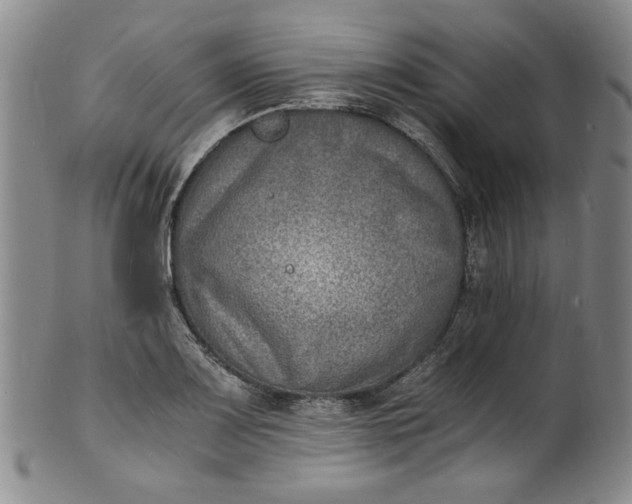 X0000100981083200807081238