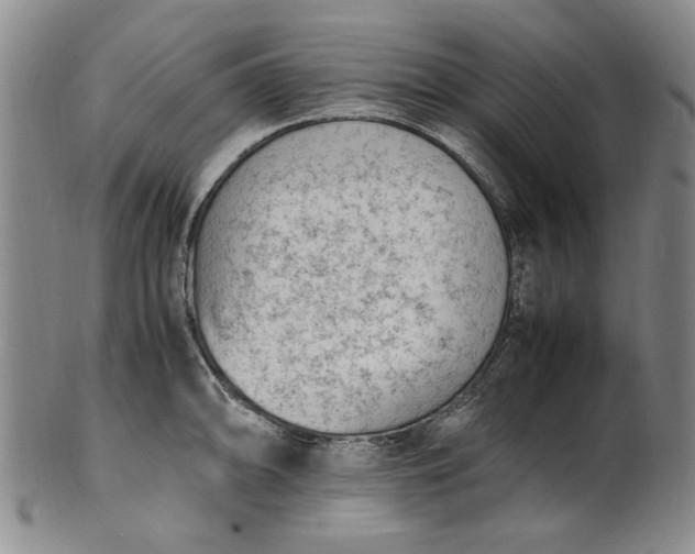 X0000100981094200807081238