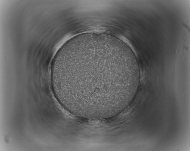 X0000100981099200807081237